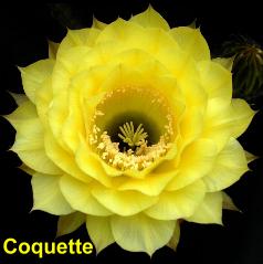 Coquette.4.1.jpg 